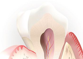 Animation of the inside of the tooth