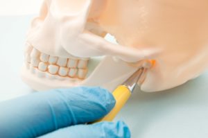 Model of temporomandibular joint